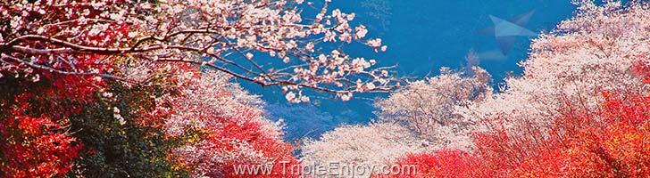 TE007 : ทัวร์ญี่ปุ่น โตเกียว โอซาก้า โครันเค โอบาระ ใบไม้เปลี่ยนสี 7 วัน 5 คืน (TG)