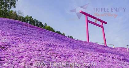 TE144 : โปรแกรมทัวร์ญี่ปุ่น ฮอกไกโด ซัปโปโร (PINK MOSS & TULIPS) 6 วัน 4 คืน (TG)
